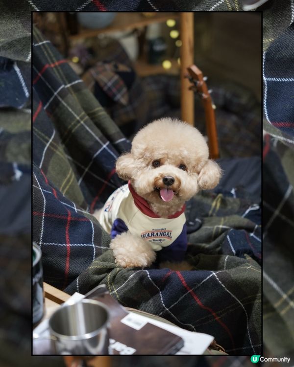 深水埗露營主題寵物友善餐廳Loop Kulture🏕️