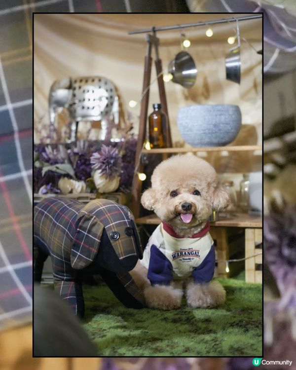 深水埗露營主題寵物友善餐廳Loop Kulture🏕️