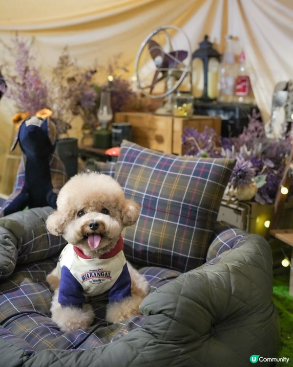 深水埗露營主題寵物友善餐廳Loop Kulture🏕️