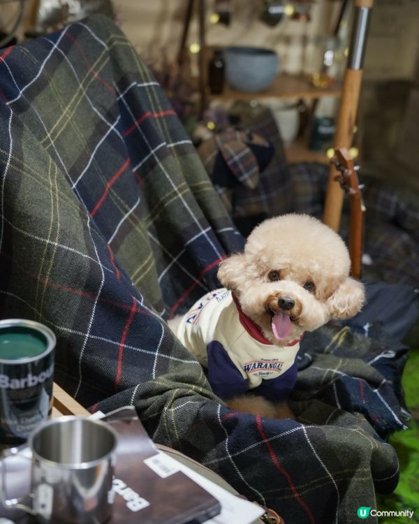 深水埗露營主題寵物友善餐廳Loop Kulture🏕️