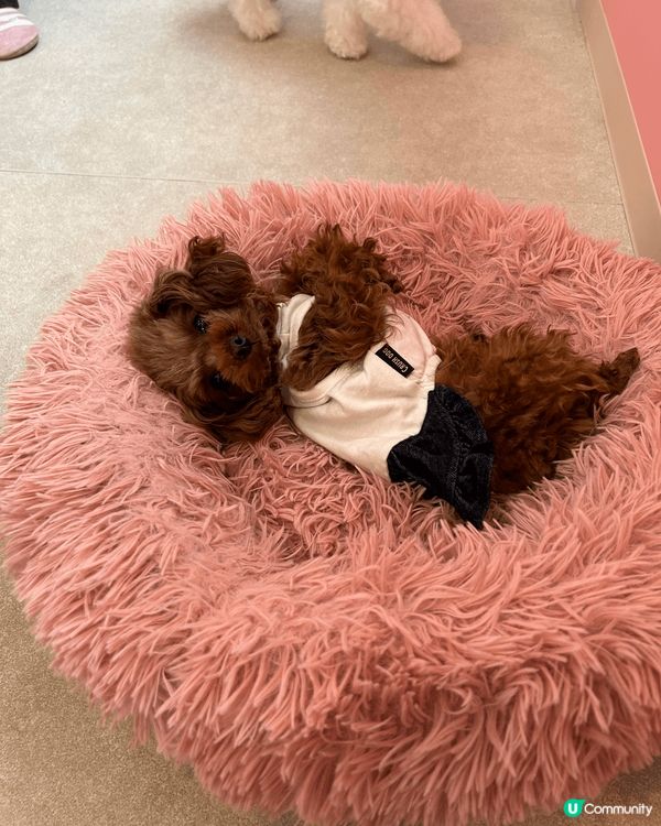 東京嘅puddle cafe😻 細細粒超cute!!! 抱上...