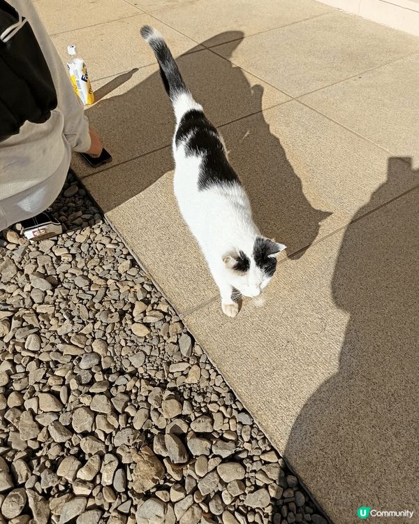 豪德寺，簡稱招財貓寺，位於日本東京世田谷區，是招財貓（招福貓...