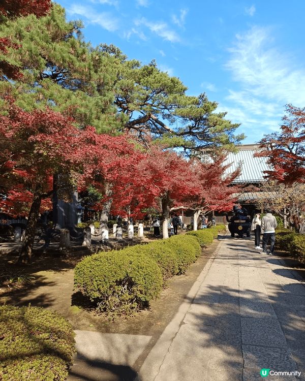 豪德寺，簡稱招財貓寺，位於日本東京世田谷區，是招財貓（招福貓...
