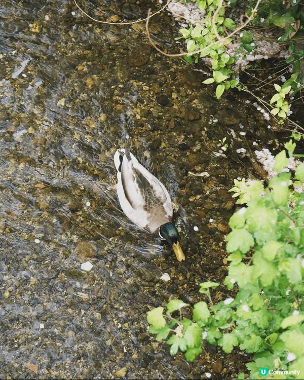 最近就去咗日本旅行，今次有目的地就係大阪同埋京都。首先當然去...