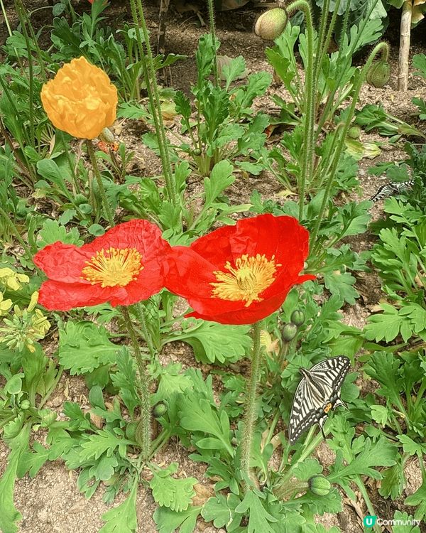 今次去咗首爾的首爾林公園睇花花同影相📸打卡，公園入面都好大，...