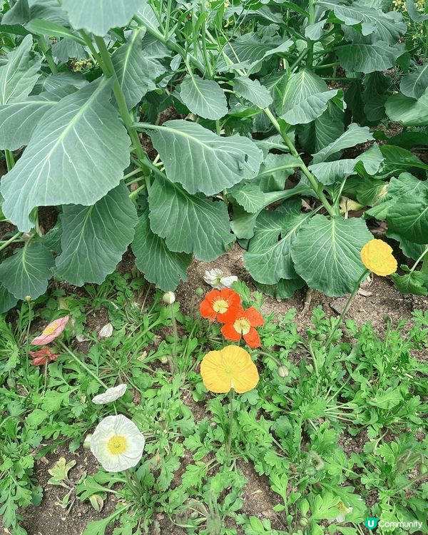 今次去咗首爾的首爾林公園睇花花同影相📸打卡，公園入面都好大，...