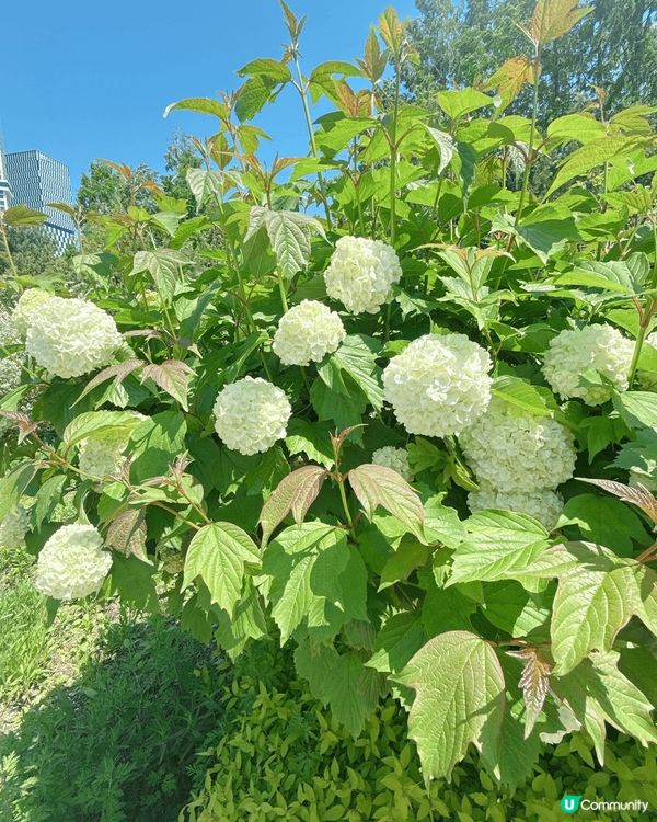 今次去咗首爾的首爾林公園睇花花同影相📸打卡，公園入面都好大，...