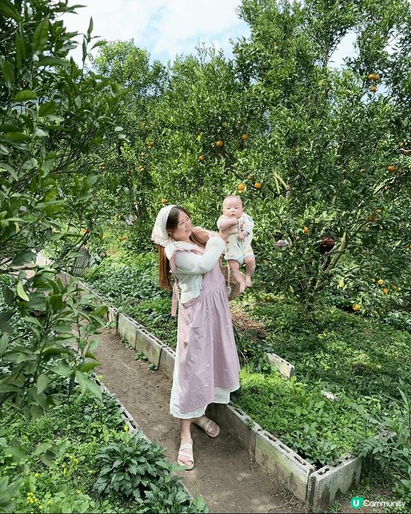 去清邁同BB旅行，呢個係一個橘子園，