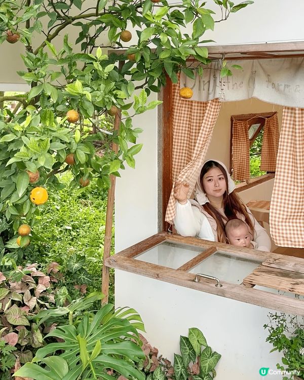 去清邁同BB旅行，呢個係一個橘子園，