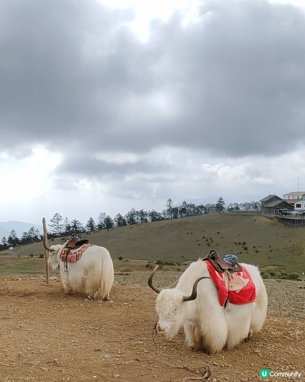 上月9天雲南之旅