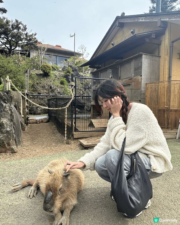 伊豆係個好好玩嘅地方，大家唔想去東京只去鎌倉的話，伊豆2日1...