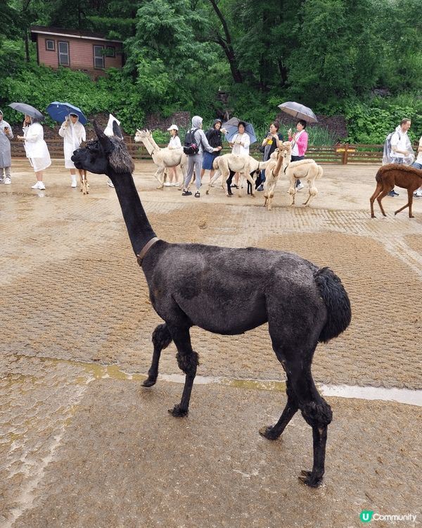 首先很想到首爾旅遊，放鬆心靈。韓國零食很便宜和拉麵也非常有名...