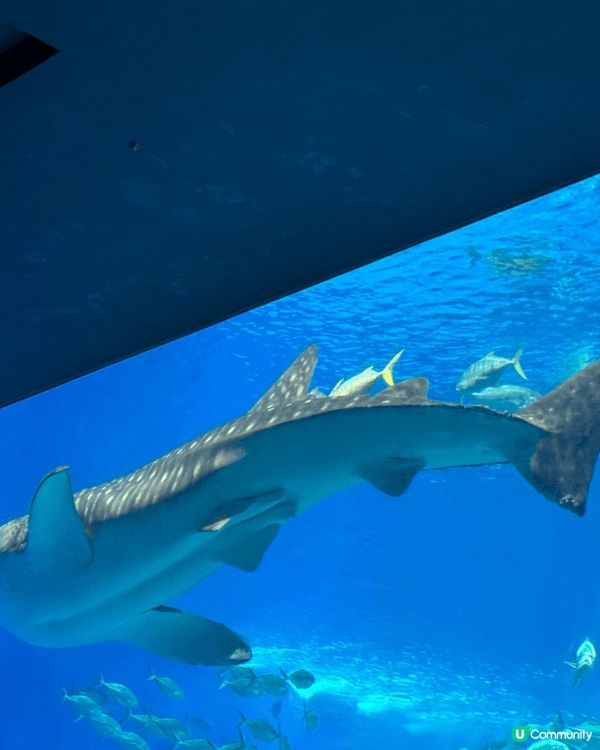 Cool Giant Whale Shark🐋