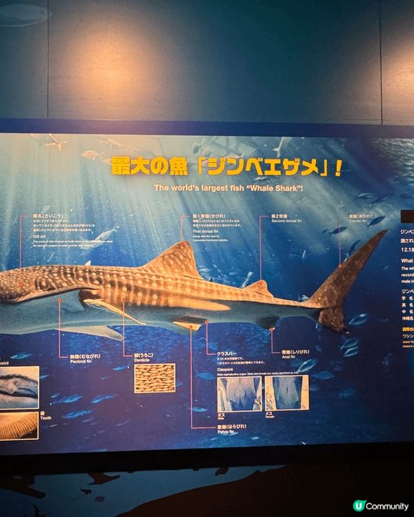 Cool Giant Whale Shark🐋