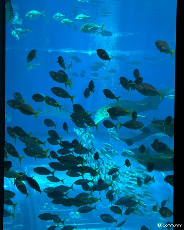 Cool Giant Whale Shark🐋