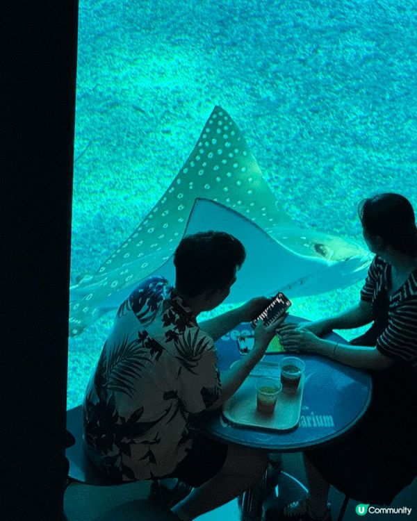 Cool Giant Whale Shark🐋