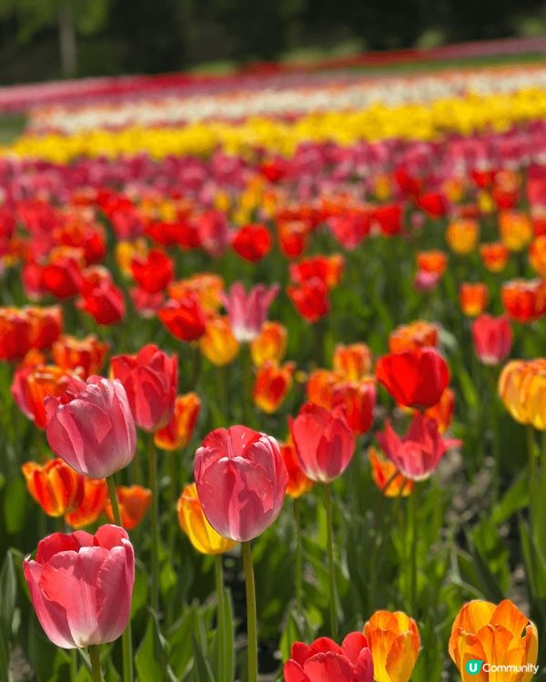5月尾前往北海道唯一國營公園 國營瀧野鈴蘭丘陵公園，由札幌市...