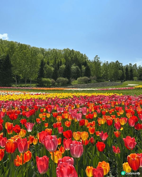 5月尾前往北海道唯一國營公園 國營瀧野鈴蘭丘陵公園，由札幌市...