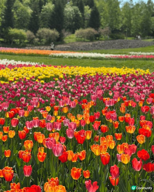5月尾前往北海道唯一國營公園 國營瀧野鈴蘭丘陵公園，由札幌市...
