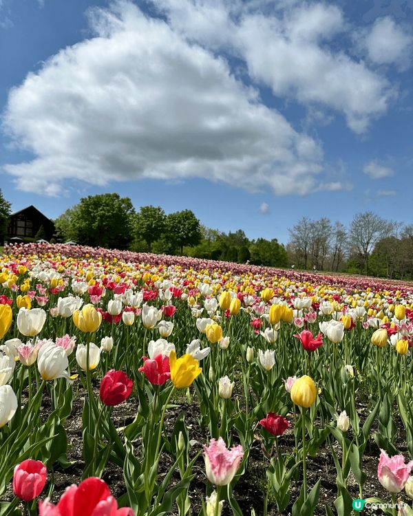 5月尾前往北海道唯一國營公園 國營瀧野鈴蘭丘陵公園，由札幌市...