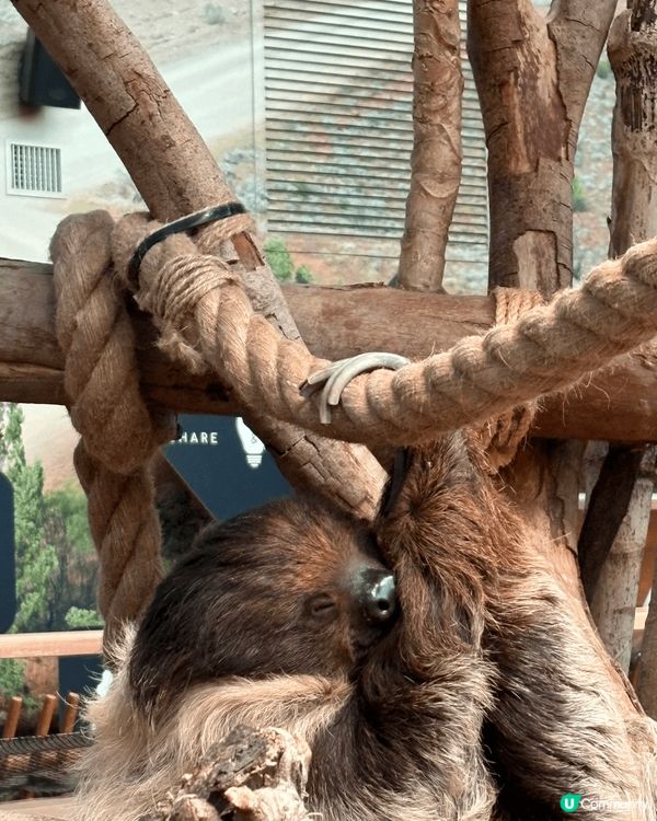 海洋公園內有多種動物，涵蓋海洋生物和陸地動物。以下是一些主要...