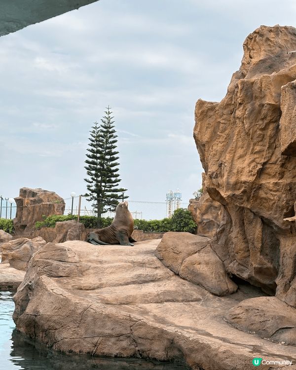 海洋公園內有多種動物，涵蓋海洋生物和陸地動物。以下是一些主要...
