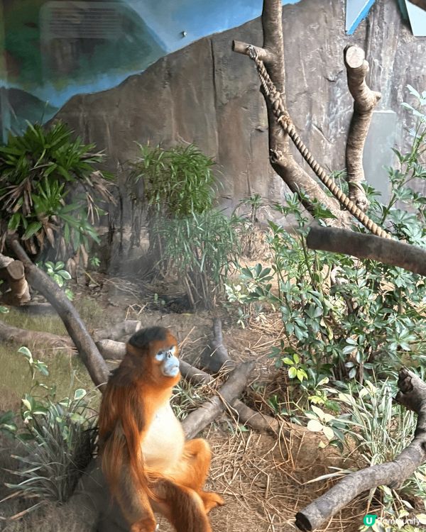 海洋公園內有多種動物，涵蓋海洋生物和陸地動物。以下是一些主要...