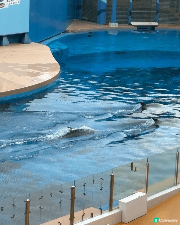海洋公園內有多種動物，涵蓋海洋生物和陸地動物。以下是一些主要...