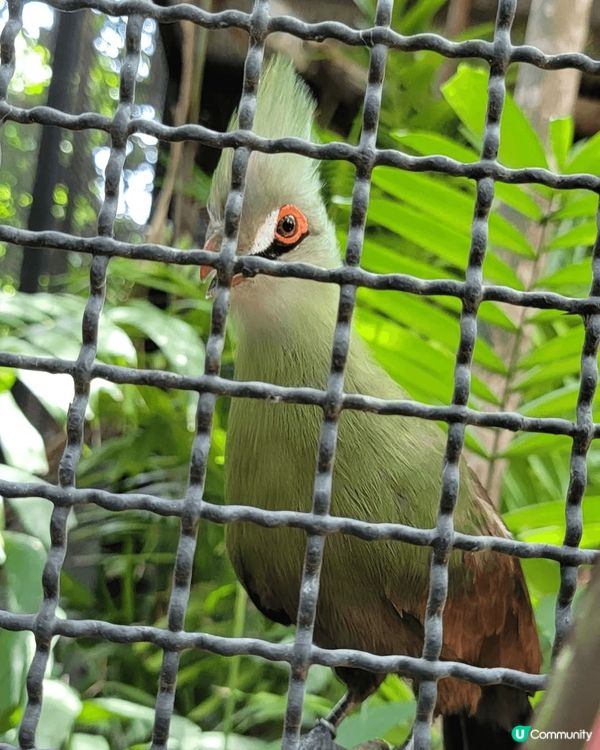 深圳野生動物園超大超多動物睇，成個行程超豐富，好開心，真係令...