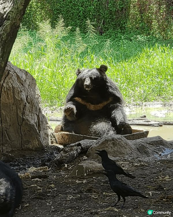 深圳野生動物園超大超多動物睇，成個行程超豐富，好開心，真係令...