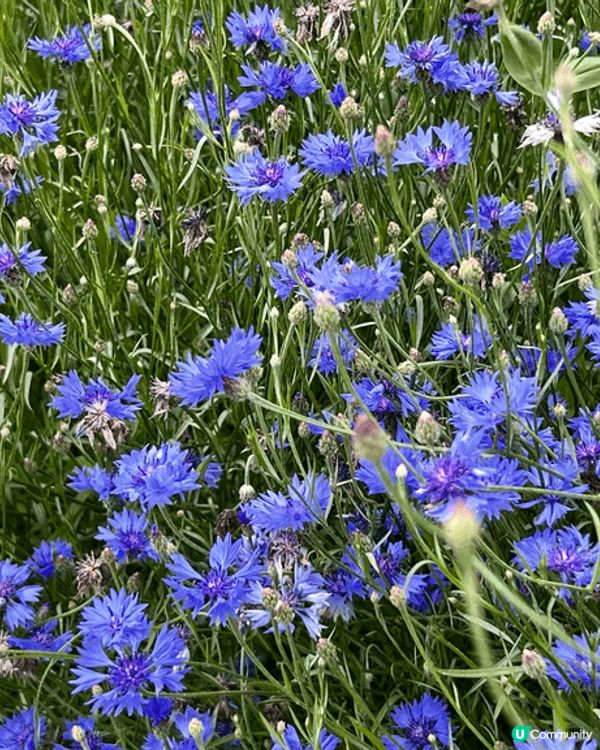 小法國村到處都充滿色彩