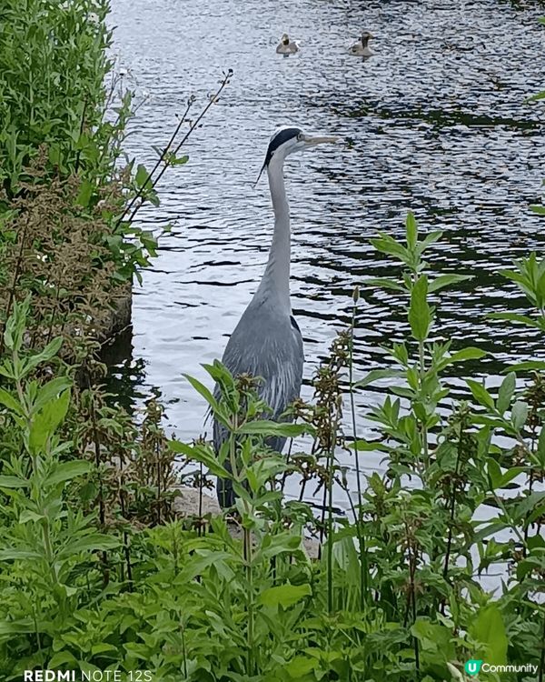 大笨鐘是倫敦最具代表性的地標之一，位於西敏宮（Palace ...