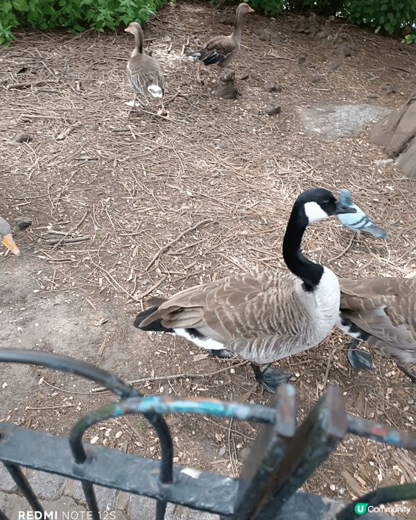 大笨鐘是倫敦最具代表性的地標之一，位於西敏宮（Palace ...