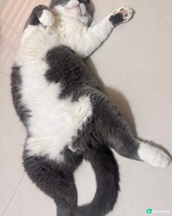 天氣熱了，隨地都有公仔執喎😹