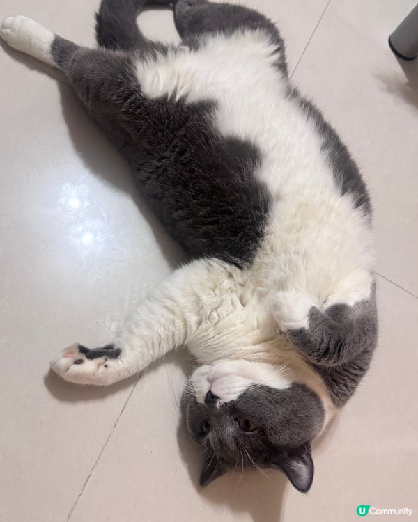 天氣熱了，隨地都有公仔執喎😹