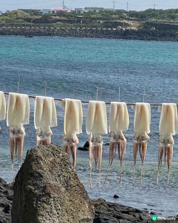 濟州牛島🌊！藍洞仙境🤩，烤魷魚超正🤤！ 