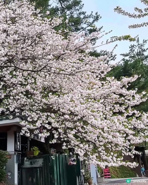 濟州牛島🌊！藍洞仙境🤩，烤魷魚超正🤤！ 