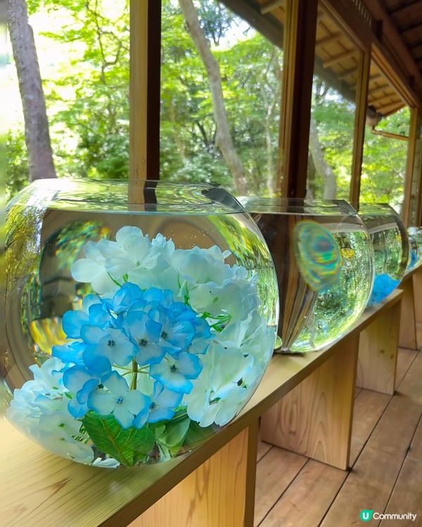 日本夏日限定🎐風鈴祭！打卡浪漫🎐之旅！😍