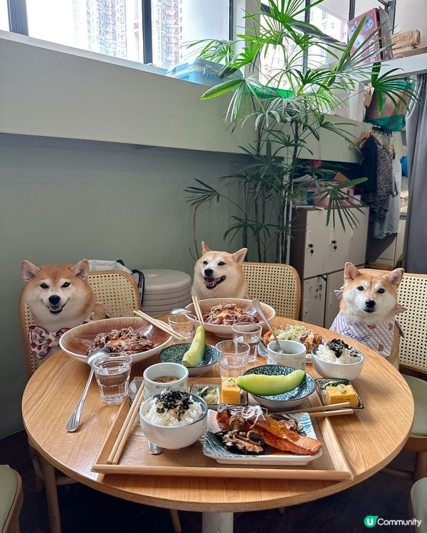 / 帶毛孩食精緻日式料理 \