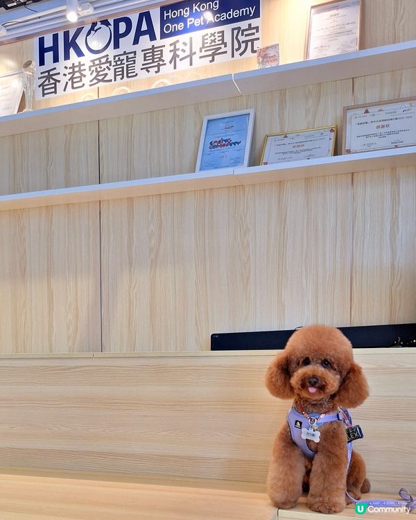 1.  毛孩靚靚展！美容課程優惠🤩 快啲嚟報名！🐾