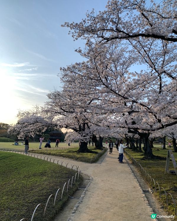 曾經是藩主的岡山後樂園 賞春櫻🌸🌸
