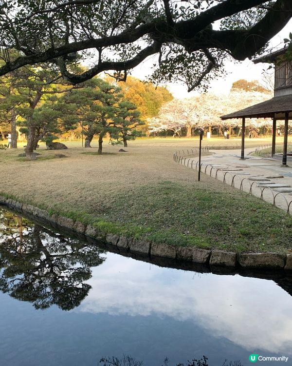 曾經是藩主的岡山後樂園 賞春櫻🌸🌸