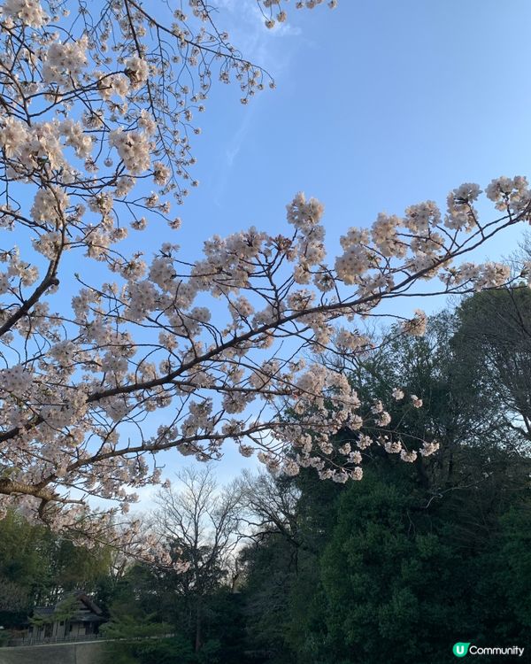 曾經是藩主的岡山後樂園 賞春櫻🌸🌸