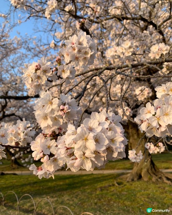 曾經是藩主的岡山後樂園 賞春櫻🌸🌸