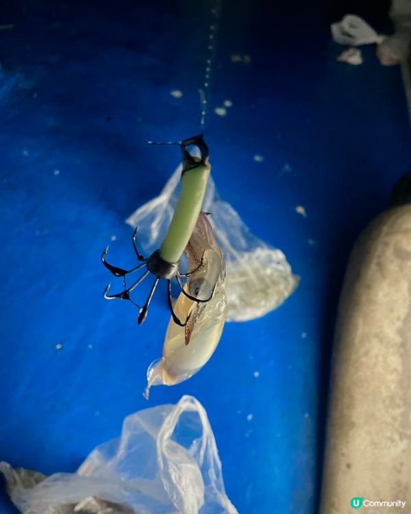 夏日期間限定～西貢chok墨魚