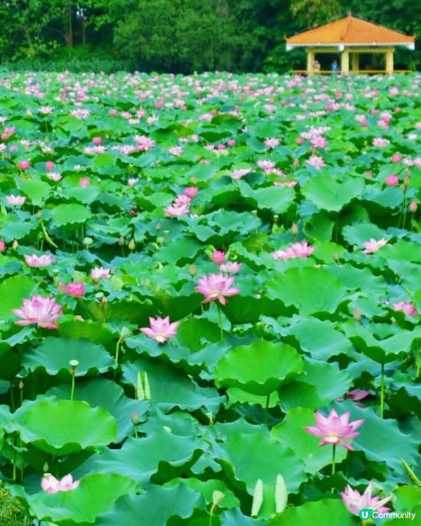 🌸我愛花花🌸🪷洪湖公園荷花節🪷  快D去打卡啦！