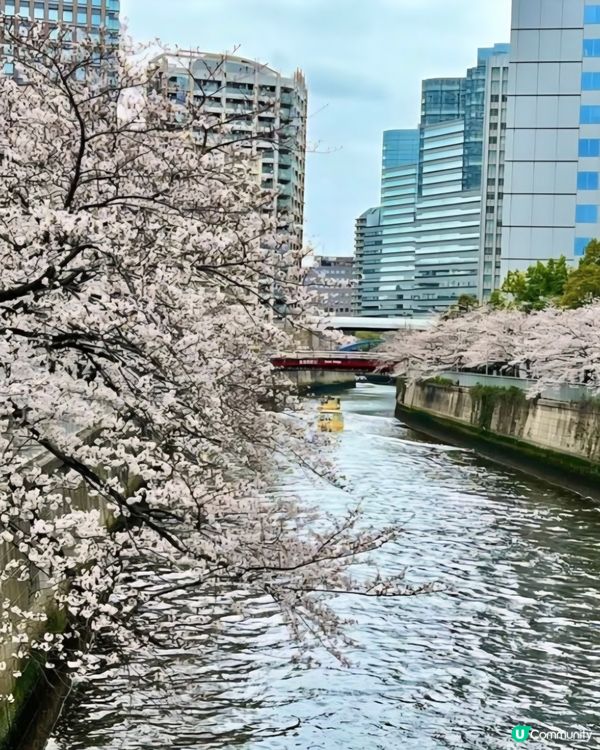 欣賞櫻花🌺