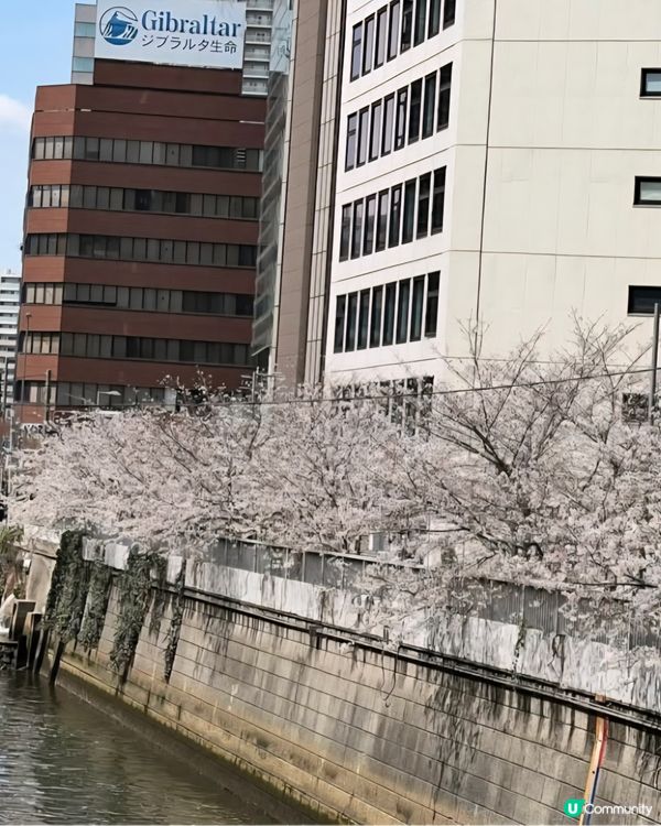 欣賞櫻花🌺