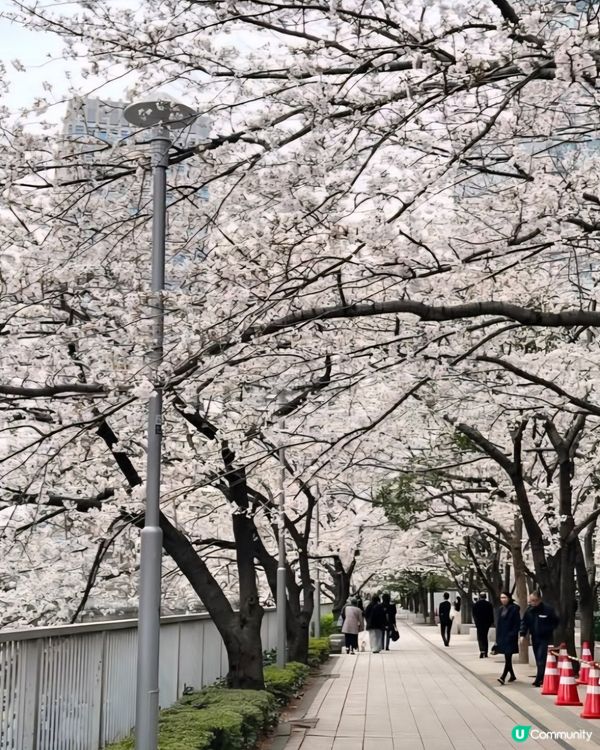 欣賞櫻花🌺
