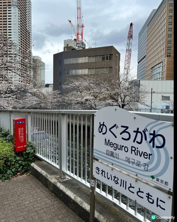 欣賞櫻花🌺
